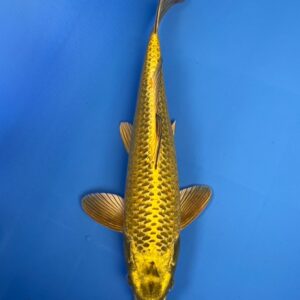 Aoki, Kin Kabuto, Nisai- 32cm F