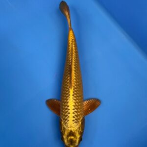 Mukashi Ogon, Nisai 40 CM , Male, Maruhiro koi farm