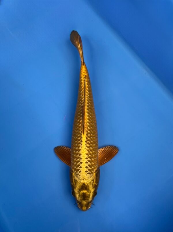 Mukashi Ogon, Nisai 40 CM , Male, Maruhiro koi farm