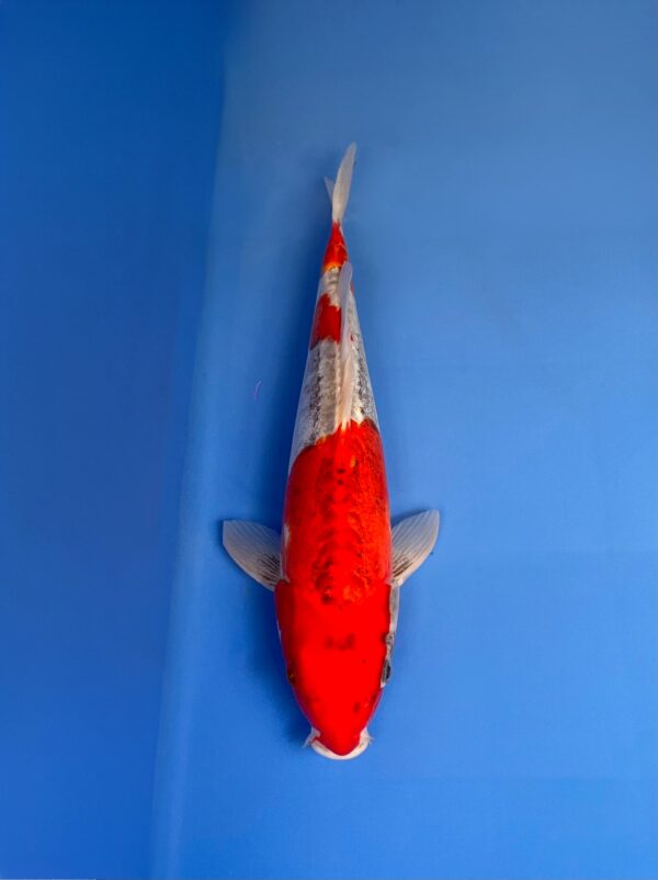 Doitsu Goshiki, Jumbo Tosai 33cm, Male, Aoki Koi Farm