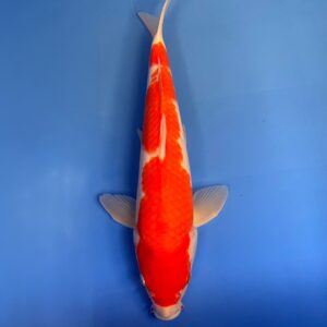 Kohaku, Nisai 37cm, Male, Sakazume koi farm