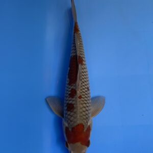 Ochiba Shigure, Jumbo Tosai 33cm, Male, Kanezo Koi Farm