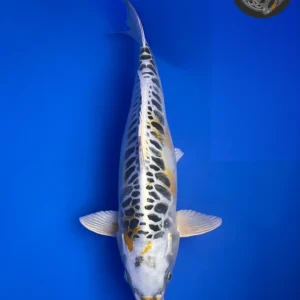 Kin Kikokuryu Aragoke Nisai 47cm, Female, Aoki Koi Farm