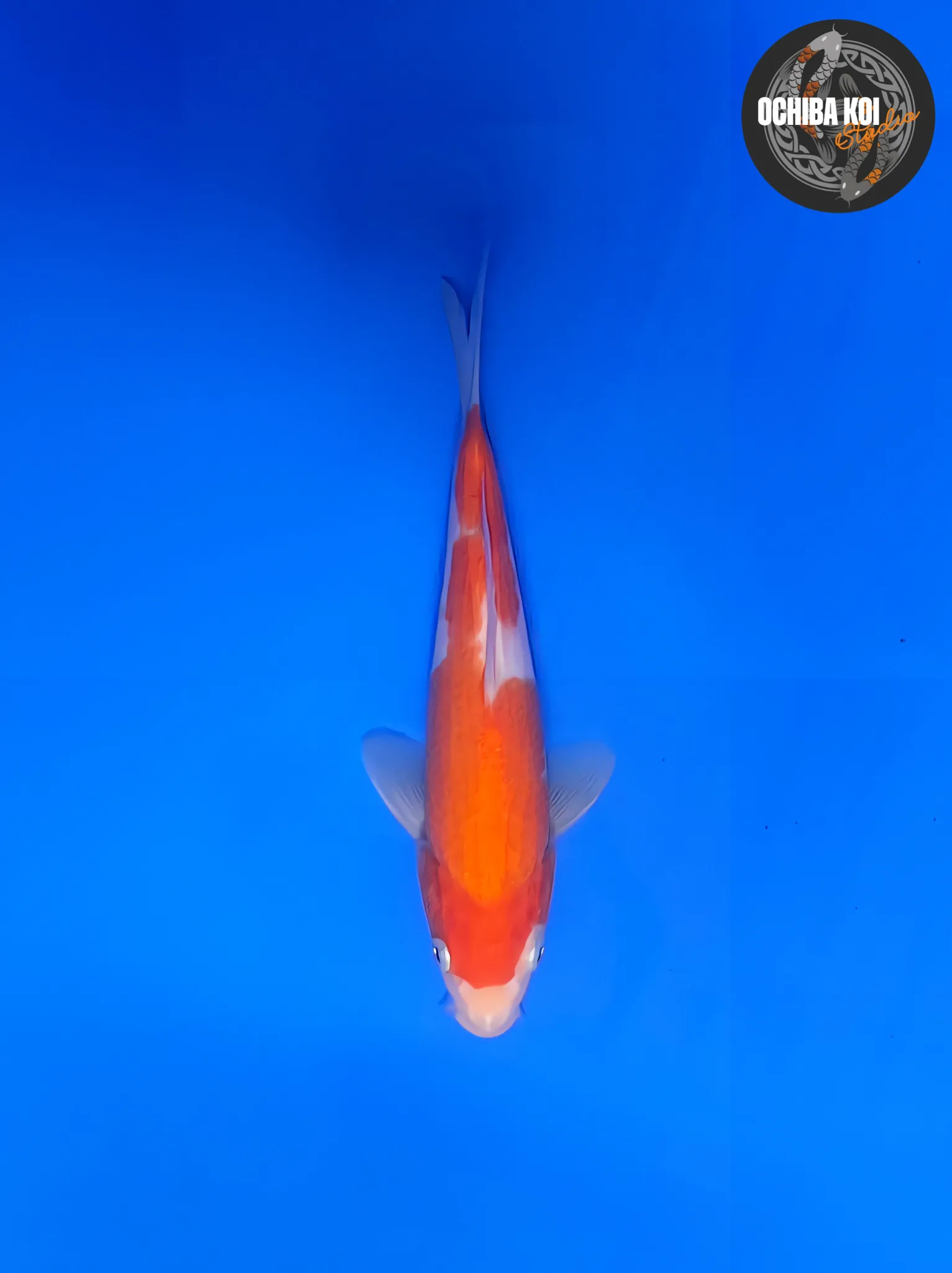 Kohaku, Tosai 23cm, Sakai Koi Farm