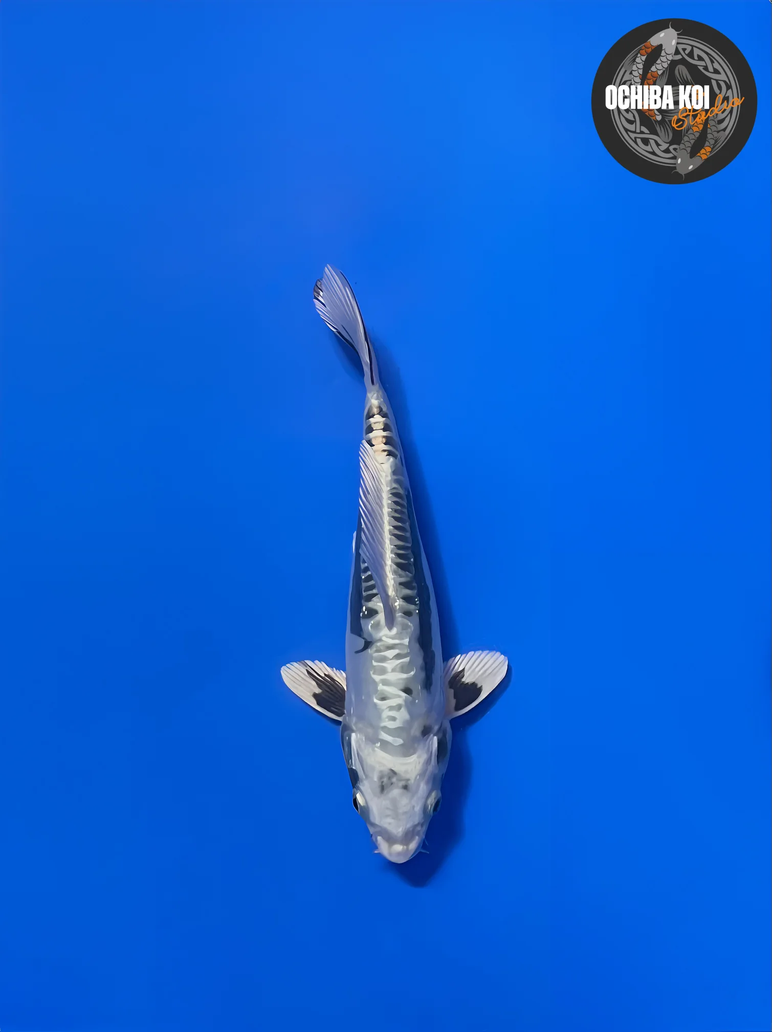 Kin Kikokuryu, Tosai 28cm, Aoki Koi Farm