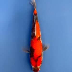 Showa, Tosai 25cm, Dainichi Koi Farm