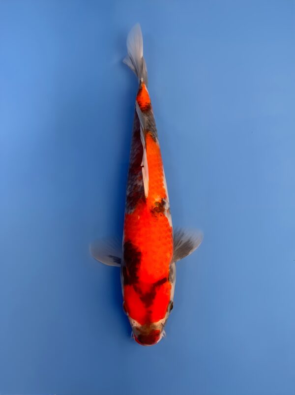 Showa, Tosai 25cm, Dainichi Koi Farm