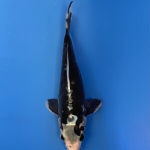 Shiro Kumonryu, Tosai 25cm, Aoki Koi Farm