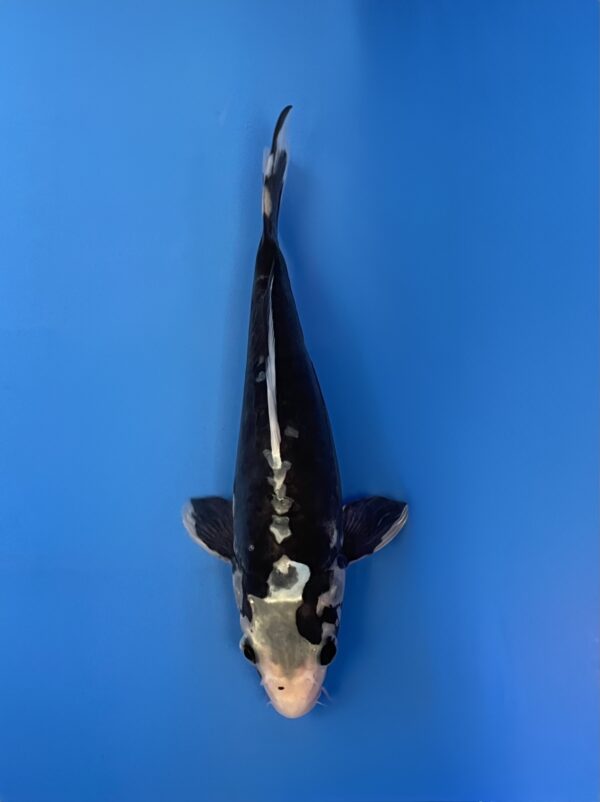 Shiro Kumonryu, Tosai 25cm, Aoki Koi Farm