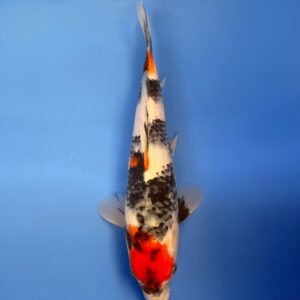 Showa, Jumbo Tosai 28cm, Dainichi Koi Farm