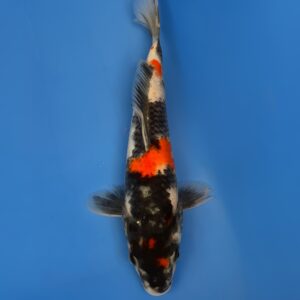 Showa, Jumbo Tosai 27cm, Dainichi Koi Farm