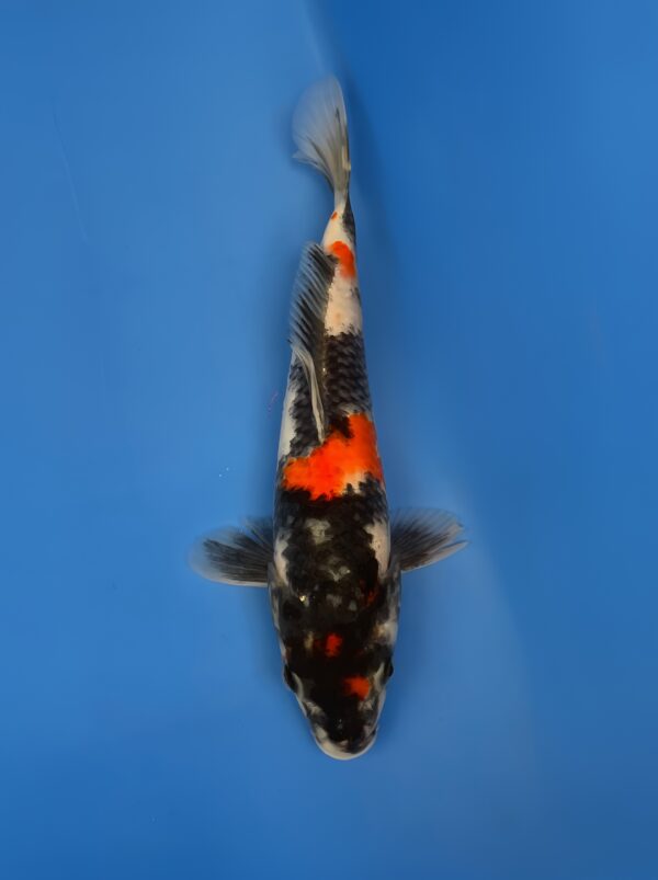 Showa, Jumbo Tosai 27cm, Dainichi Koi Farm