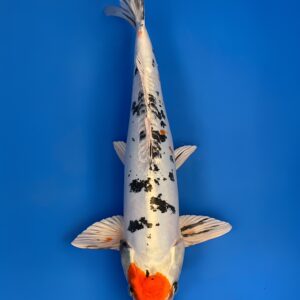 Maruten Doitsu Kin Sanke, Nisai 42cm male, Aoki Koi Farm