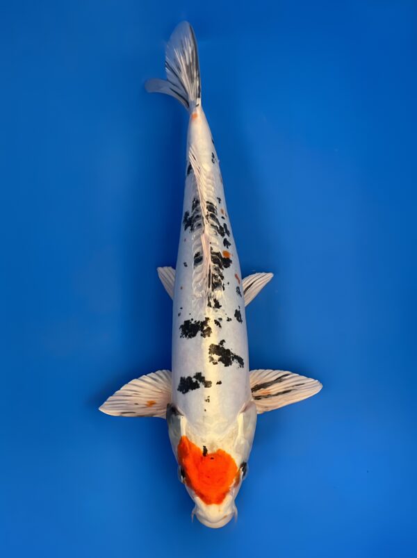 Maruten Doitsu Kin Sanke, Nisai 42cm male, Aoki Koi Farm