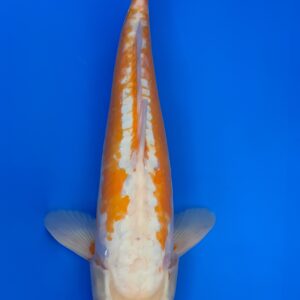 Ki Kosui, Nisai 47cm, Male, Maruhiro Koi Farm