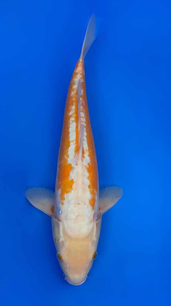 Ki Kosui, Nisai 47cm, Male, Maruhiro Koi Farm