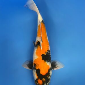 Showa, Nisai 48cm Female, Maruhiro Koi Farm