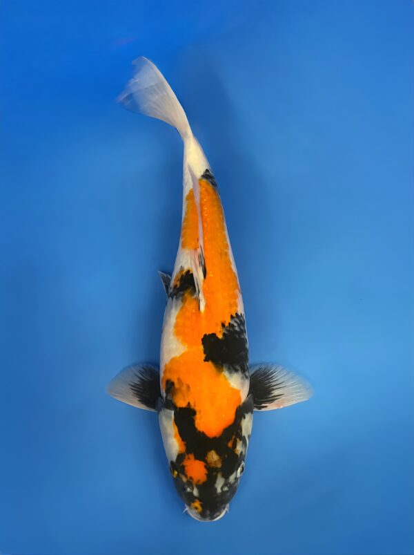 Showa, Nisai 48cm Female, Maruhiro Koi Farm