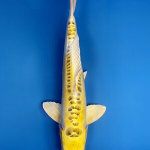 Kin Kikokuryu, Nisai 36cm, Male, Aoki Koi Farm