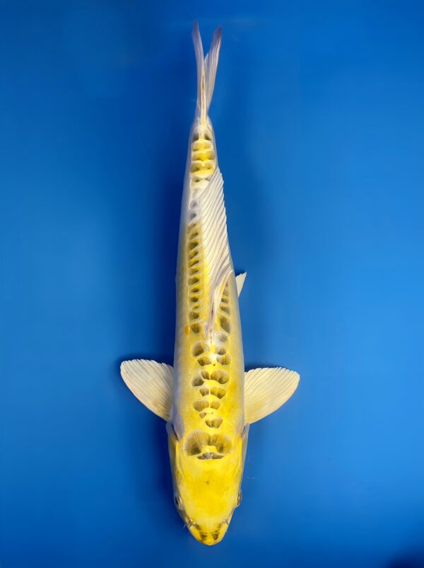 Kin Kikokuryu, Nisai 36cm, Male, Aoki Koi Farm