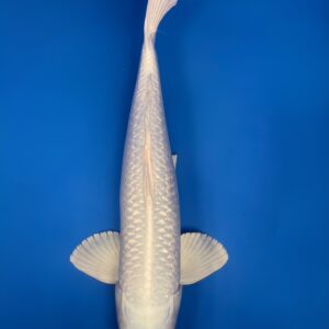 Ginrin Platinum Ogon, Nisai 50cm, Male, Sakazume Koi Farm