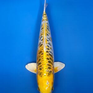 Kin Kikokuryu Aragoke, Nisai 43cm, Female, Aoki Koi Farm