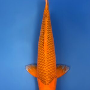 Aka Matsuba, Nisai 49cm, Female, Maruhiro Koi Farm