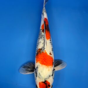 Maruten showa, Nisai 57cm, Female, Maruhiro Koi Farm,