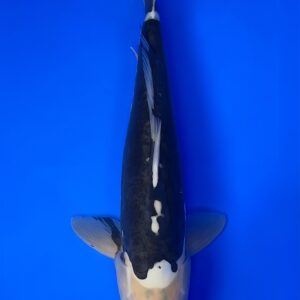 Shiro Kumonryu, Nisai 37cm, Female, Aoki Koi Farm