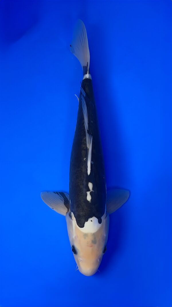 Shiro Kumonryu, Nisai 37cm, Female, Aoki Koi Farm