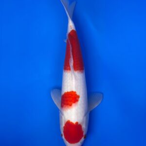 Maruten Kohaku, Nisai 44cm, Female, Maruhiro Koi Farm