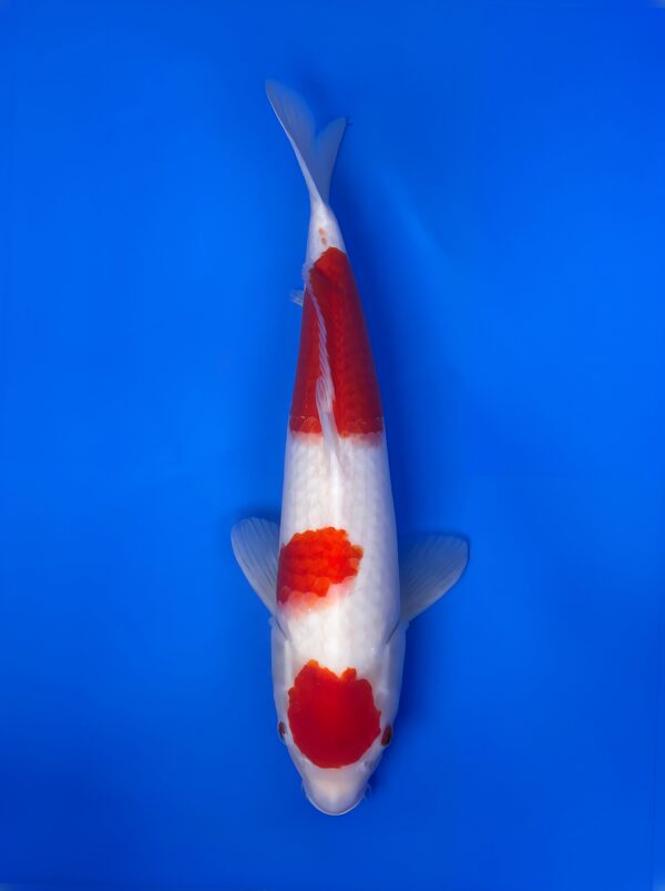 Maruten Kohaku, Nisai 44cm, Female, Maruhiro Koi Farm