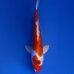 Yamatonishiki, Nisai 34cm, male, Aoki Koi Farm