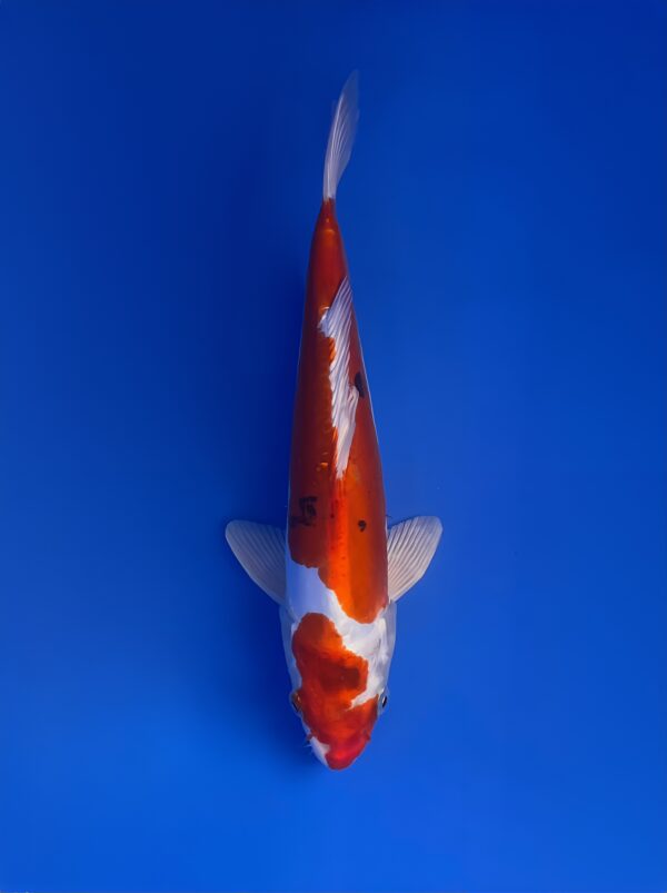 Yamatonishiki, Nisai 34cm, male, Aoki Koi Farm