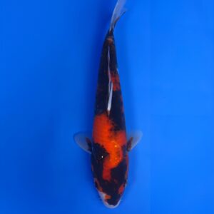 Hi Showa,Jumbo Tosai 33cm, Dainichi Koi Farm
