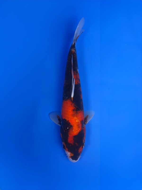 Hi Showa,Jumbo Tosai 33cm, Dainichi Koi Farm