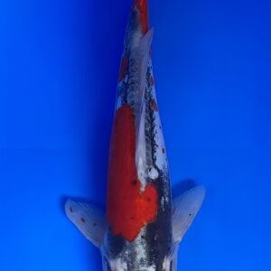Maruten Doitsu Goshiki, Nisai 38cm, Female, Akoi Koi Farm