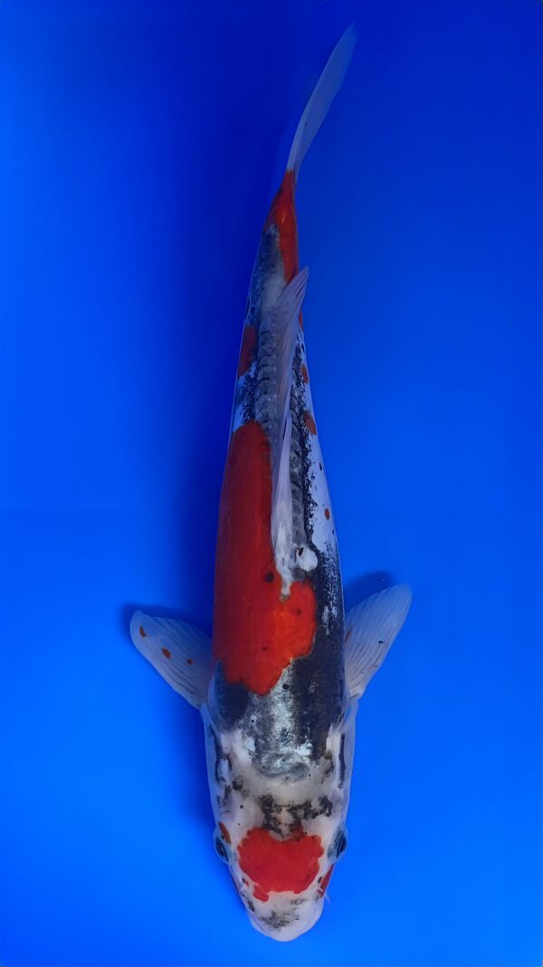 Maruten Doitsu Goshiki, Nisai 38cm, Female, Akoi Koi Farm