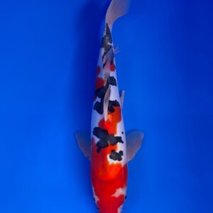 Doitsu Sanke, Nisai 41cm, Male, Aoki Koi Farm
