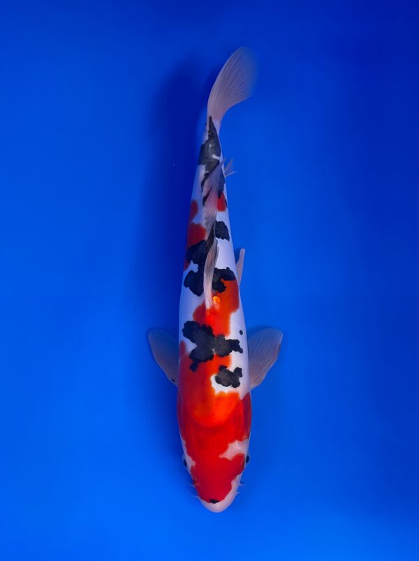 Doitsu Sanke, Nisai 41cm, Male, Aoki Koi Farm