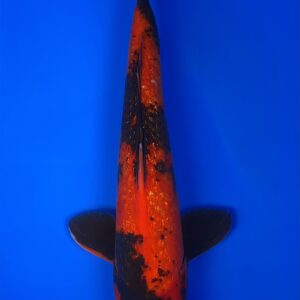 Ginrin Hi Utsuri, Nisai 40cm, Male, Maruhiro Koi Farm