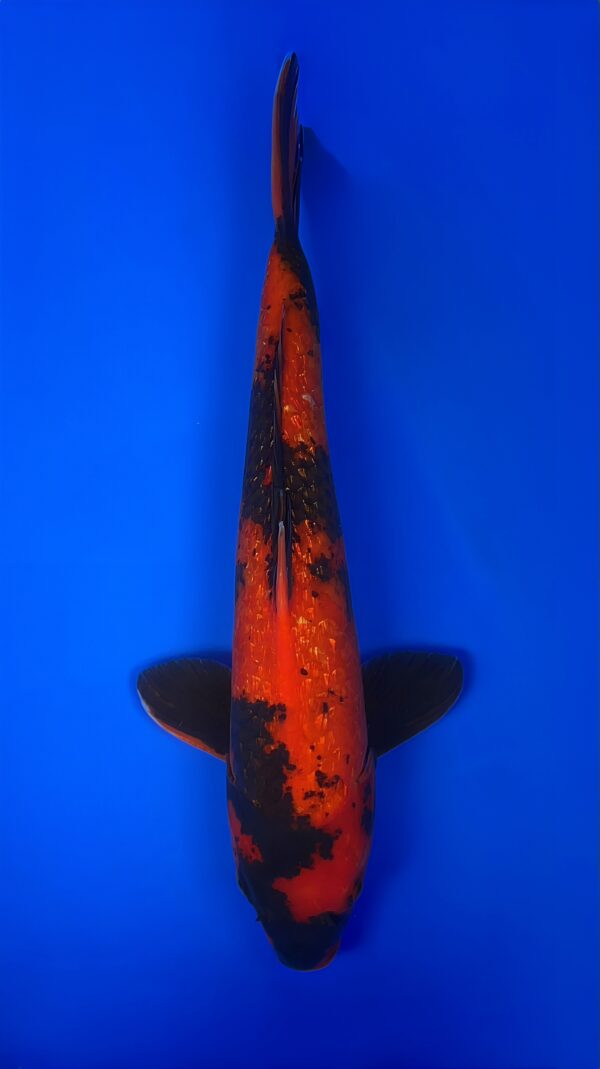 Ginrin Hi Utsuri, Nisai 40cm, Male, Maruhiro Koi Farm