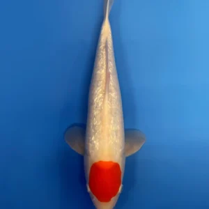 Ginrin Tancho, Nisai 42cm, Male, Marujyu Koi Farm