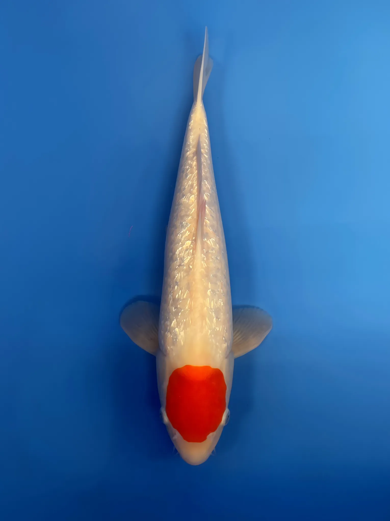 Ginrin Tancho, Nisai 42cm, Male, Marujyu Koi Farm