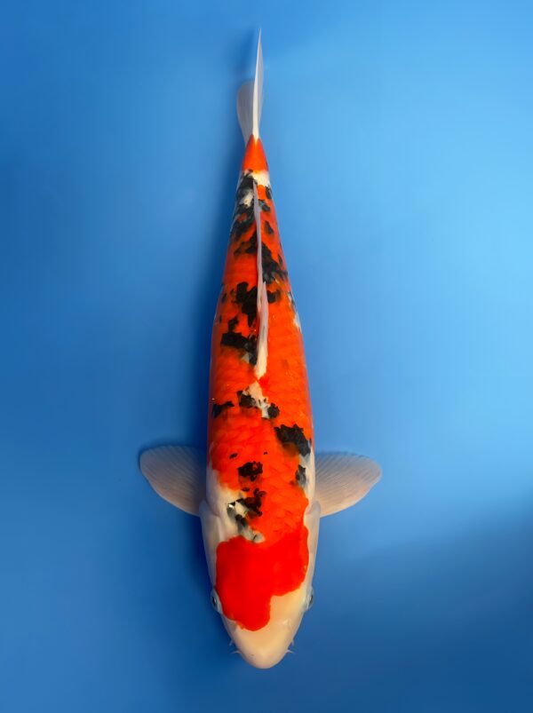 Showa, Nisai 51cm, Female, Maruhiro Koi Farm