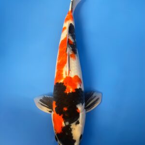 Show, Nisai 45cm, Female, Maruhiro Koi Farm