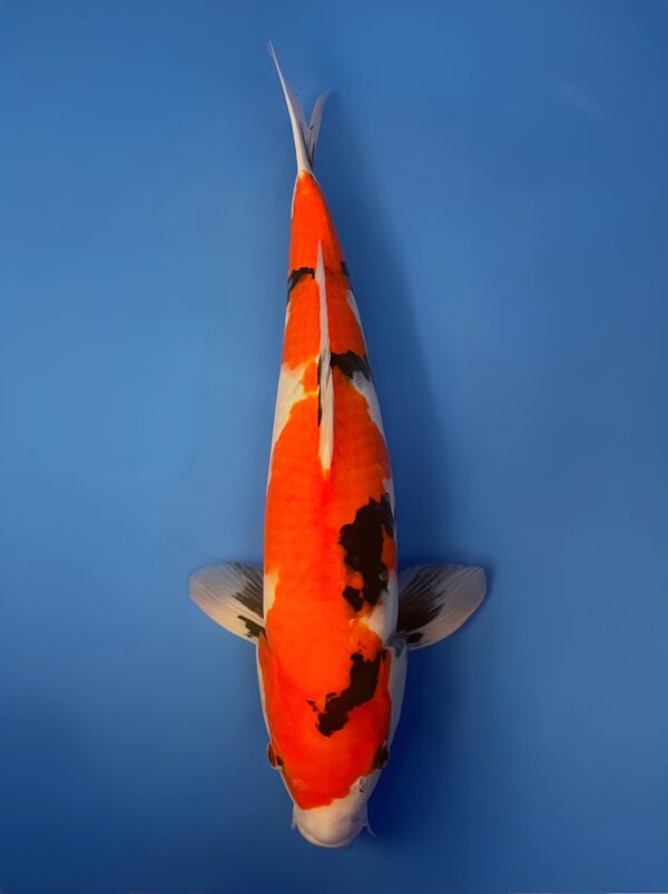 Showa, Nisai 48cm,Female, Maruhiro Koi Farm
