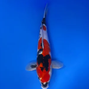 Showa, Nisai 38cm, Male, Maruhiro Koi Farm