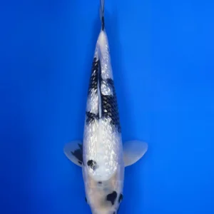 Ginrin Shiro Utsuri, Nisai 41cm, Female, Omosako Koi Farm