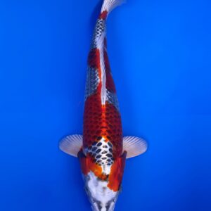 Beni Kujaku, Nisai 44cm, Female, Marujyu Koi Farm